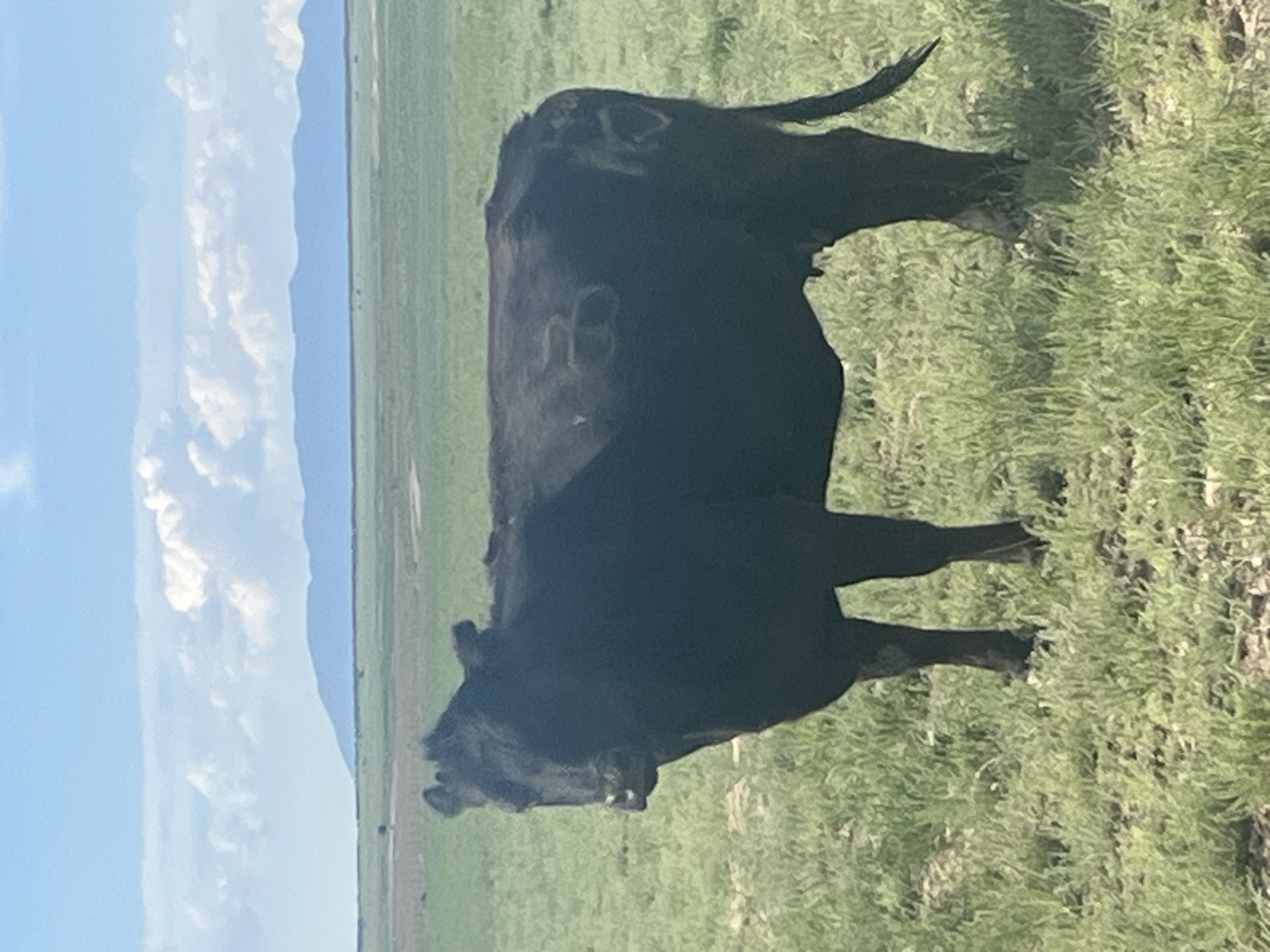 Black Angus cattle grazing on open rangeland near Jericho, Utah — Circle 7 Meats